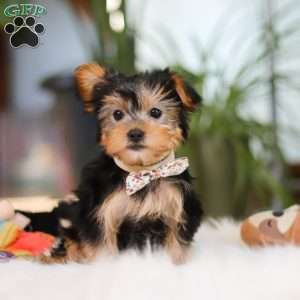 Hailey, Yorkie Puppy